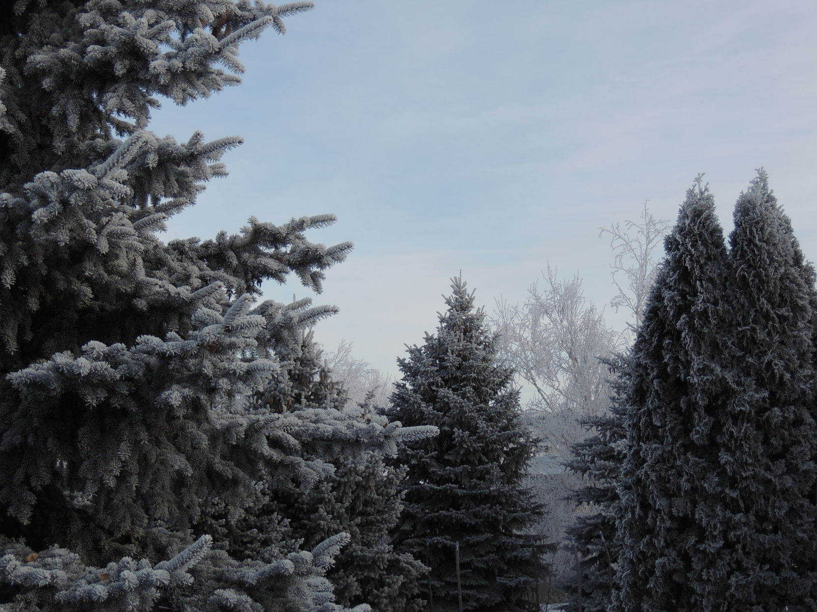 Frosty Trees